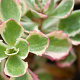 Sedum spurium 'Variegatum' GM P9