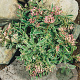 Sedum spurium 'Variegatum' GM P9