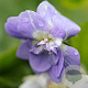 Viola odorata 'Duchesse de Parme' GM P9