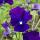 Viola (C) 'Roem van Aalsmeer' GM P9