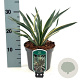Yucca gloriosa 'Variegata' 25-30 cm 2,0L