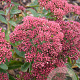 Sedum telephium munstead red GM P9