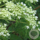 Selinum wallichianum GM P9
