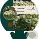 Selinum wallichianum GM P9