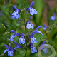 Salvia uliginosa 'African Skies' GM P9
