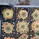 Sempervivum 'Noir' GM P9