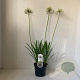 Agapanthus 'Leicester' 25-30 cm 3,0L