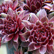 Sempervivum 'Rubin' GM P9