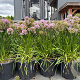 Allium 'Millenium' GM cont. 90L