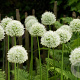 Allium stipitatum 'Mont Blanc' GM  P11