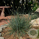 Sesleria glauca GM P9