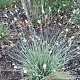 Sesleria nitida GM P9