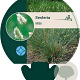 Sesleria nitida GM P9