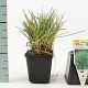Sesleria nitida GM P9