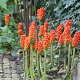 Arum italicum 'Marmoratum' GM P9