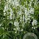 Sidalcea candida GM P9