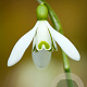 Galanthus nivalis GM P9
