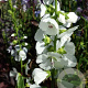 Sidalcea candida 'Bianca' GM P9