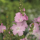 Sidalcea 'Elsie Heugh' GM P9