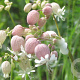 Silene vulgaris GM P9