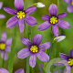 Sisyrinchium angustifolium GM P9