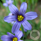 Sisyrinchium angustifolium GM P9