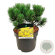 Pinus mugo 'Carsten's Wintergold' 25-30 cm 7,5L