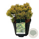 Pinus mugo 'Carsten's Wintergold' 30-40 cm 15L