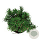 Pinus mugo 'Klosters Grun' 20-25 cm