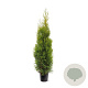 Thuja occidentalis 'King of Brabant' 150-175 cm 10L
