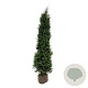 Thuja occidentalis 'King of Brabant' 200-225 cm met kluit extra