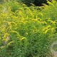 Solidago flex. 'Flexi Belle' GM P9
