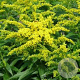 Solidago 'Golden Dwarf' GM P9