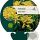 Solidago 'Golden Dwarf' GM P9