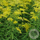 Solidago 'Golden Mosa' GM P9