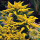 Solidago 'Goldkind' GM P9