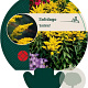 Solidago 'Goldkind' GM P9