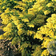Solidago 'Laurin' GM P9