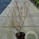 Acer palmatum 100-125 cm 12L