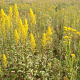 Solidago speciosa GM P9