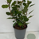 Aronia melanocarpa 50-60 cm 6,5L