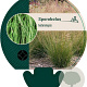 Sporobolus heterolepis GM P9