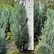 Chamaecyparis l. 'Columnaris' 60-80 cm met kluit