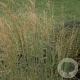 Stipa capillata GM P9