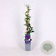 Clematis 'Polish Spirit' 70 cm 2,0L
