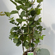 Corylus avellana 60-80 cm 3,0L