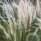 Stipa ichu GM P9