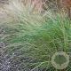 Stipa tenuifolia GM P9