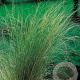 Stipa tenuifolia GM P9
