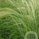 Stipa tenuissima GM P9
